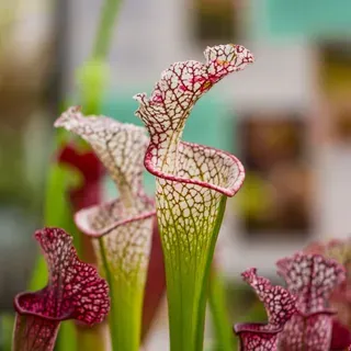 thumbnail for publication: Botany